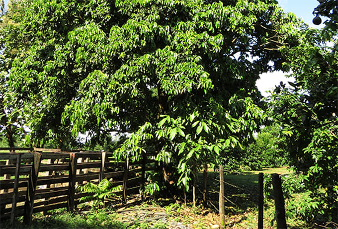 El promisorio cultivo de cacay en la Amazorinoquia